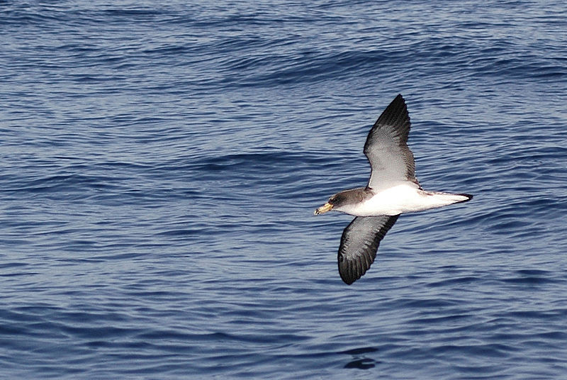 Calonectris diomedea Cory's Shearwater Pardela cenicienta